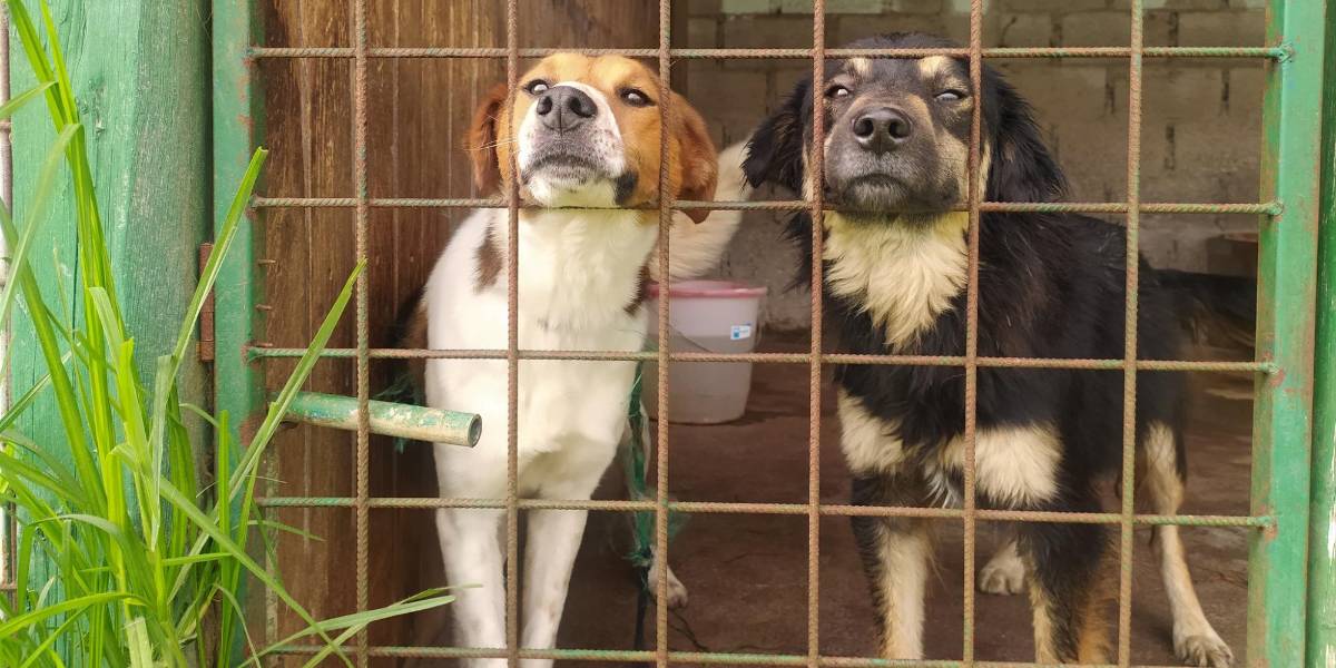 Perros seguirán 15 días más en el predio del cual iban a ser desalojados en Calderón