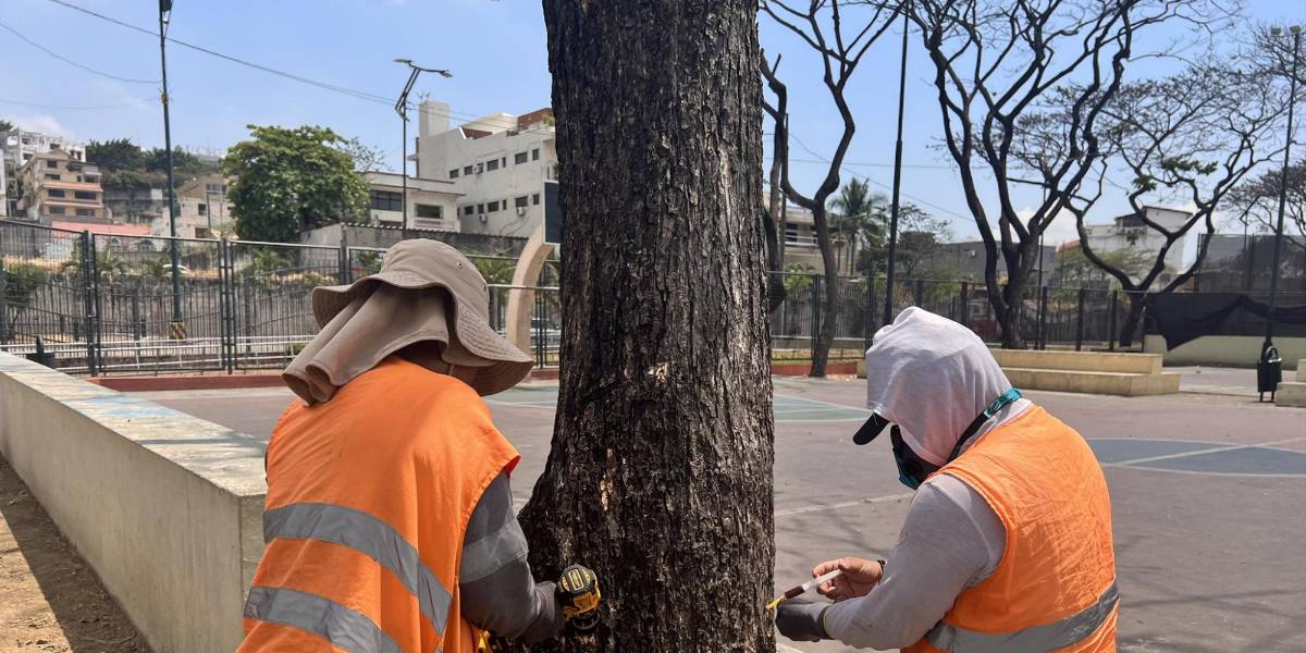 Guayaquil | El 80 % de los samanes afectados por la cochinilla responde favorablemente al tratamiento