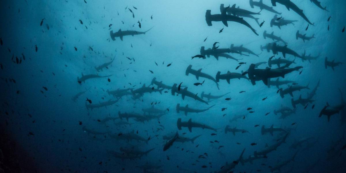 Galápagos, entre las áreas con mayor cantidad de tiburones del planeta
