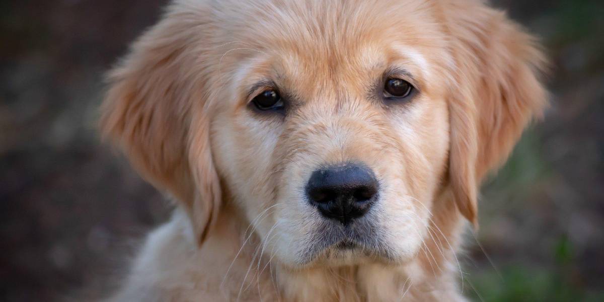 La ciencia descubre el misterio tras la irresistible mirada de los perros