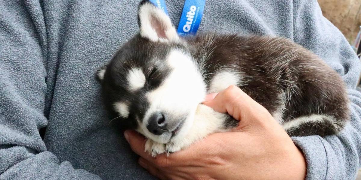 Hasta USD 200 por un cachorro en El Quinche; las autoridades rescataron a diez de la venta ilegal