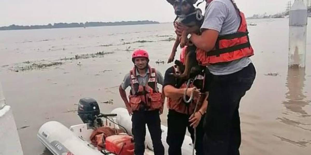 Bomberos de Guayaquil rescatan a perrito abandonado en islote en medio del río Guayas