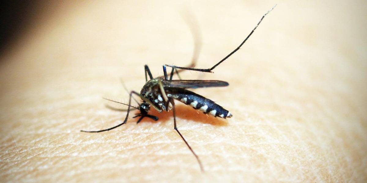 Los casos de dengue siguen en aumento: este año han existido más de 23 000 pacientes