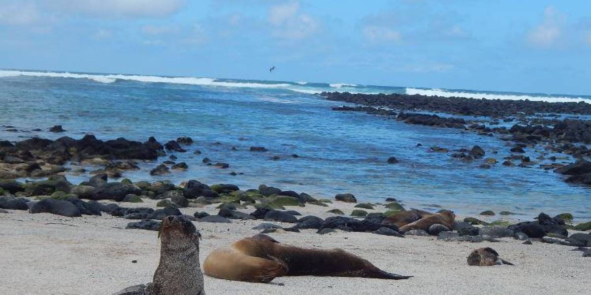 Aguas residuales fueron vertidas al mar, en Galápagos