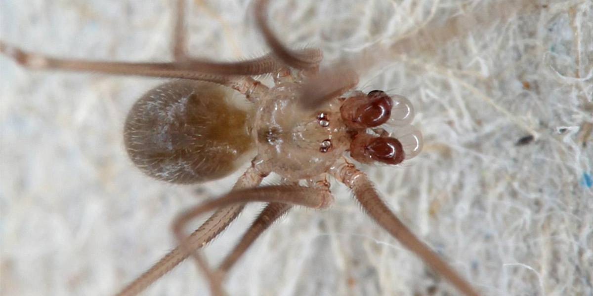 Tres especies de arañas fueron descubiertas en Galápagos