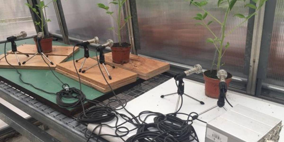 El sonido de las plantas estresadas, ¿cómo detectarlo?