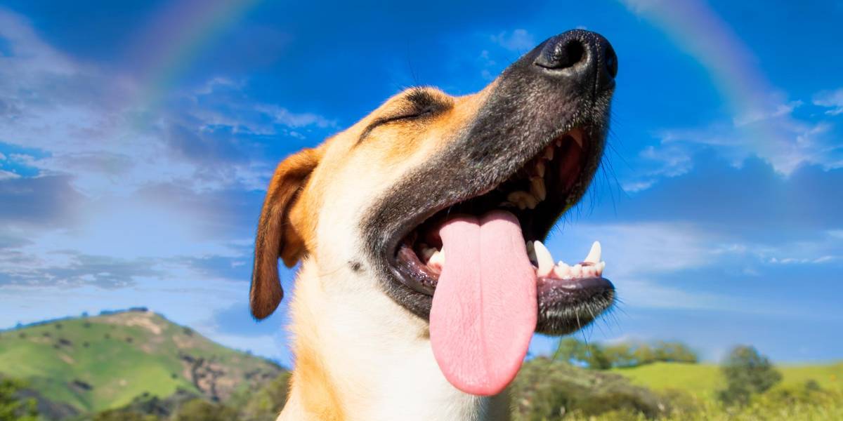 Siete formas sencillas de ser más feliz, según la ciencia