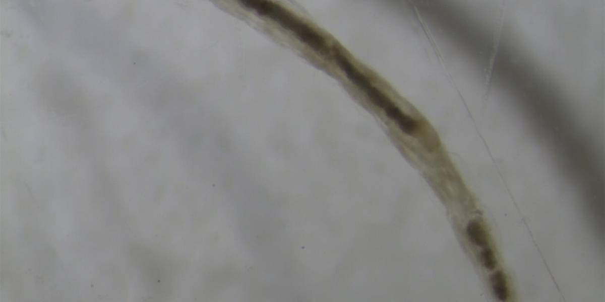 Primer mosquito acuático en ríos andinos del Ecuador