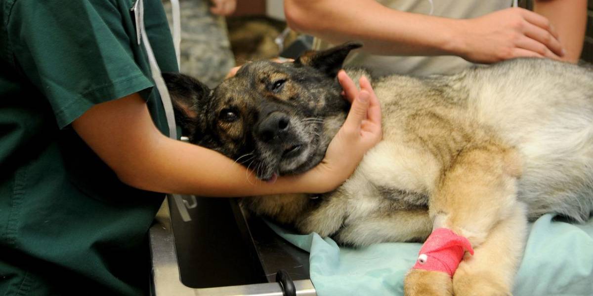 Los servicios veterinarios deben cobrar el IVA, recuerda el SRI