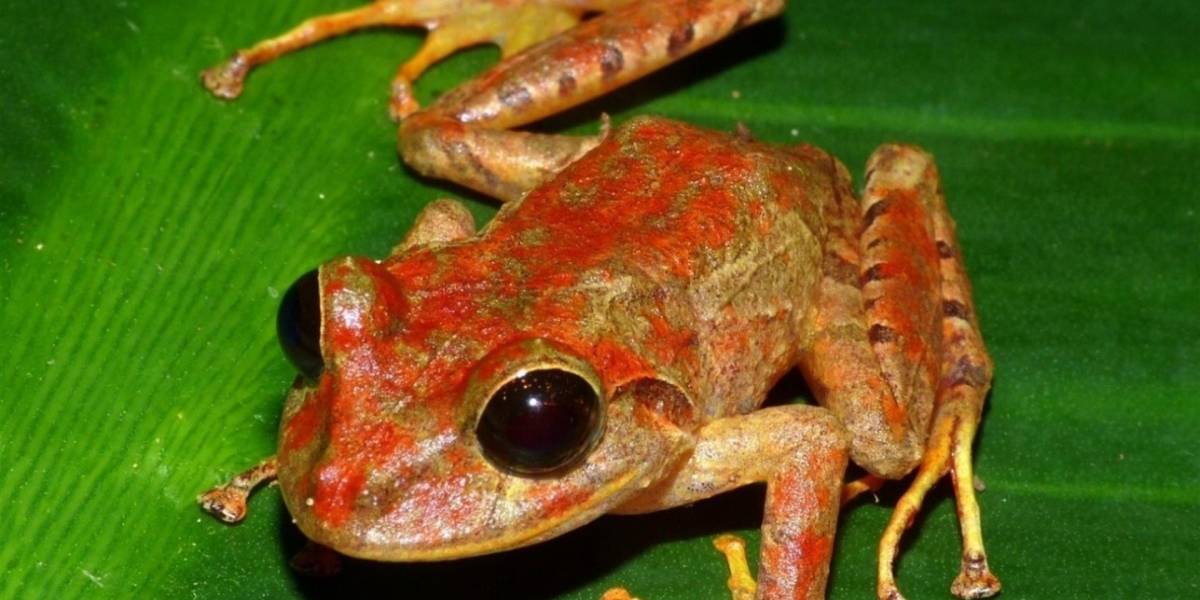Descubren una nueva especie de rana en Panamá y la bautizan Greta Thunberg