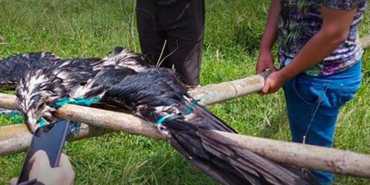 Sentencian a un hombre a un año de prisión por crucificar un águila andina en peligro de extinción