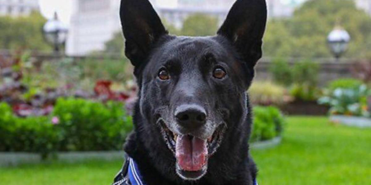 Adiós a Huracán, el perro que salvó la vida de un presidente de Estados Unidos
