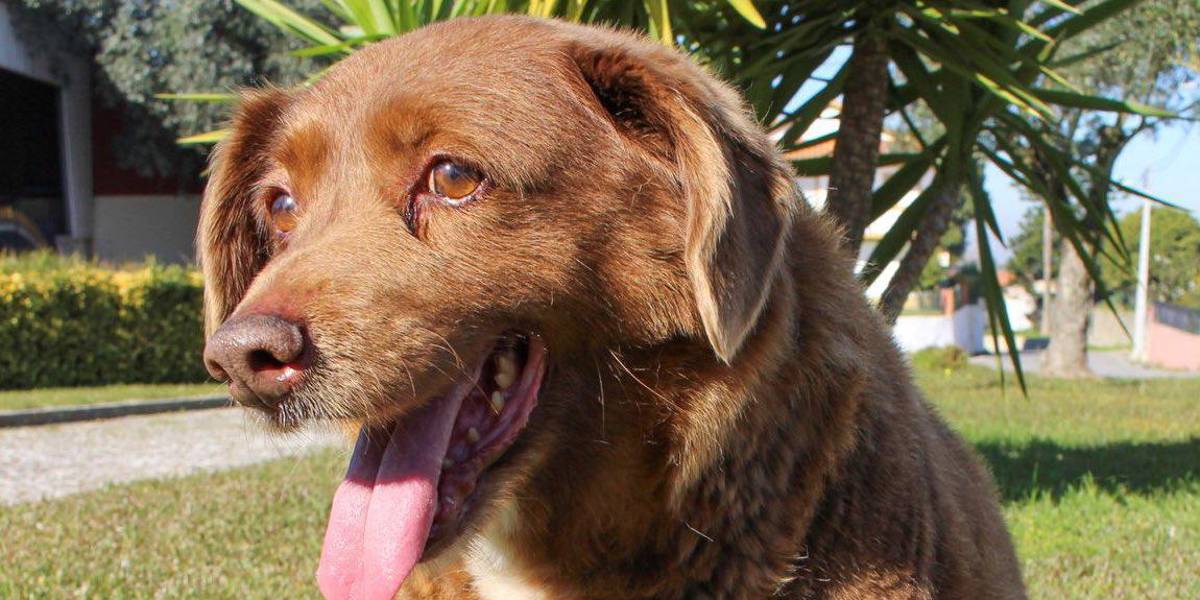 Bobi, el perro más longevo del mundo, muere en Portugal a los 31 años de edad