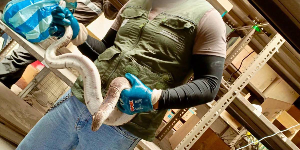 Quito: un detenido porque tenía 26 animales silvestres en cautiverio