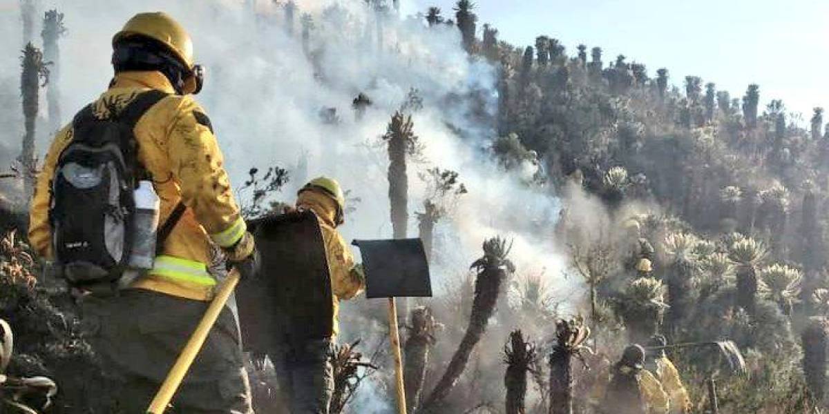 Reserva Ecológica El Ángel: bomberos de todo el país combaten incendio forestal en Carchi