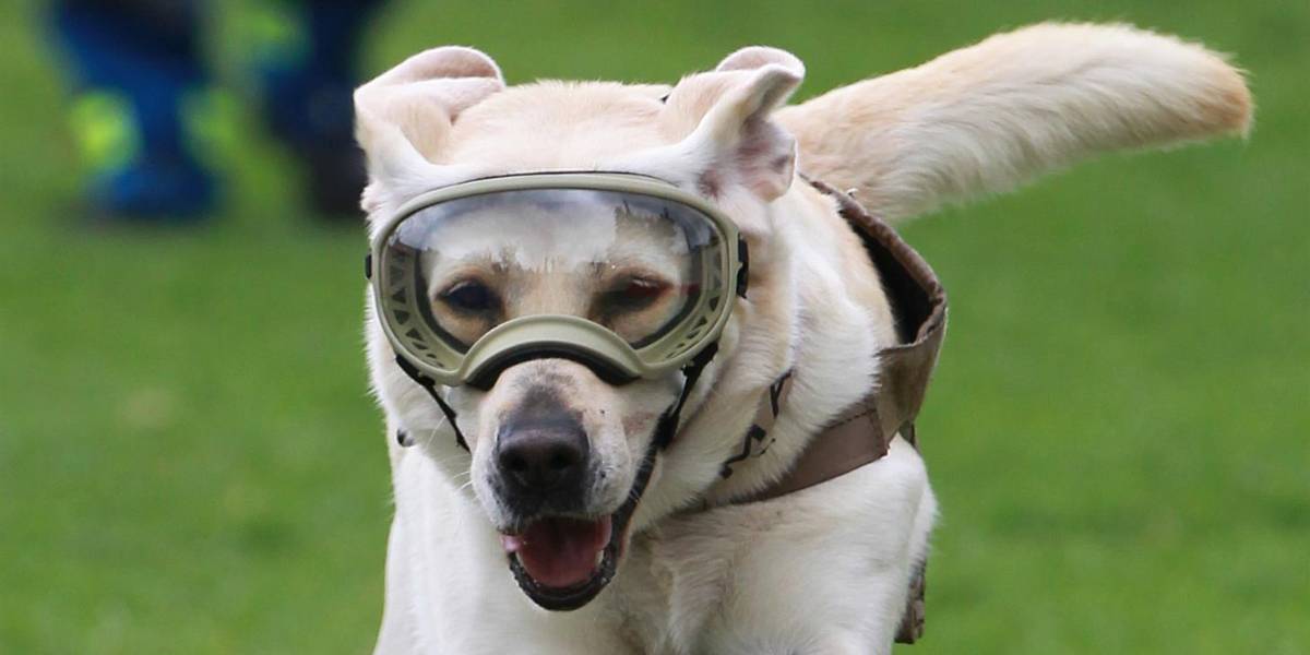 México perdió a Frida, la perrita heroína del sismo en el 2017