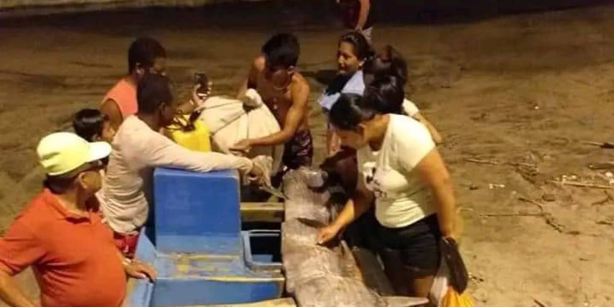 Encuentran gigantesco pez remo en playa de Esmeraldas, reportan moradores