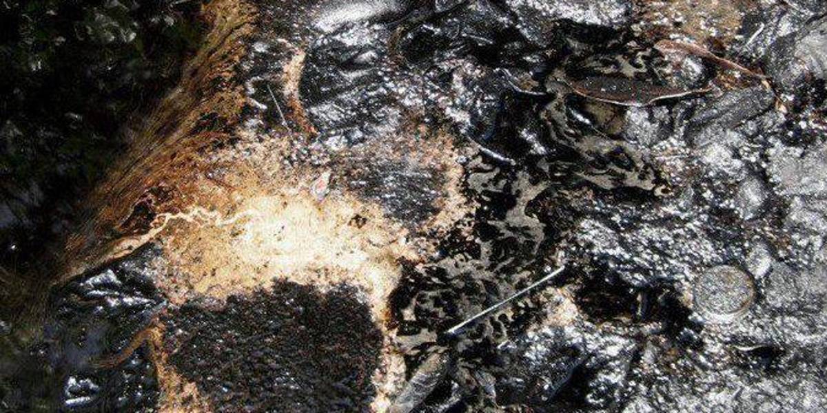 Petroecuador confirma la rotura de tubería y vertido tóxico en un río amazónico