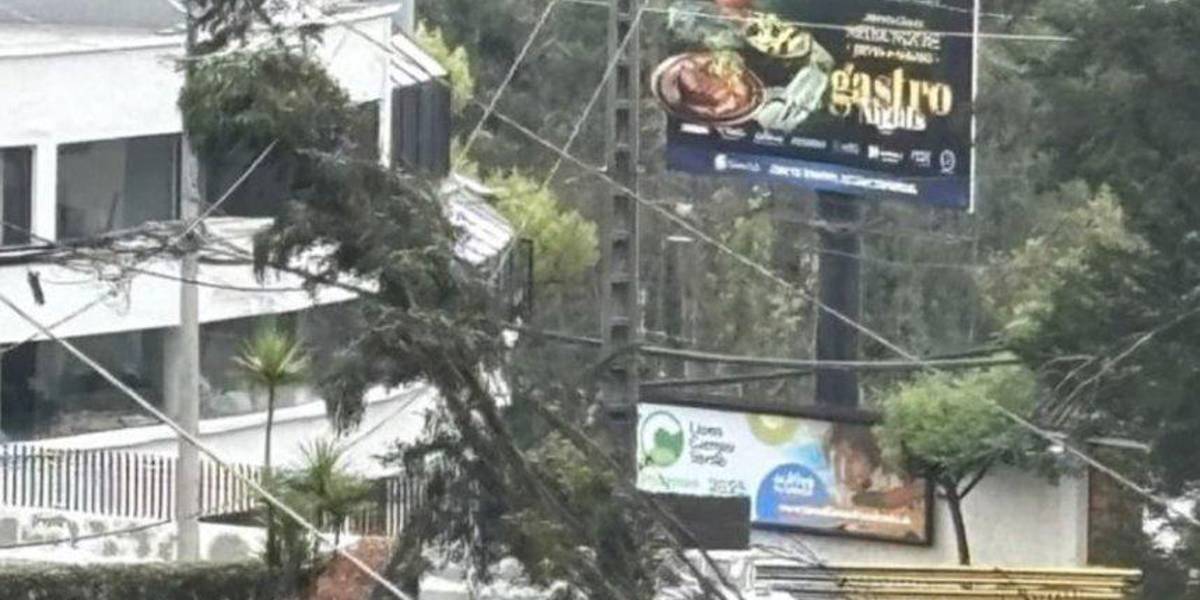 Caída de árbol sobre línea de subtransmisión provocó un corte de luz en el centro y norte de Quito