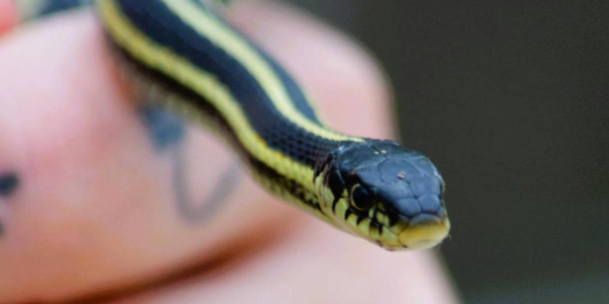 ¿Qué significa soñar con serpientes según la psicología?