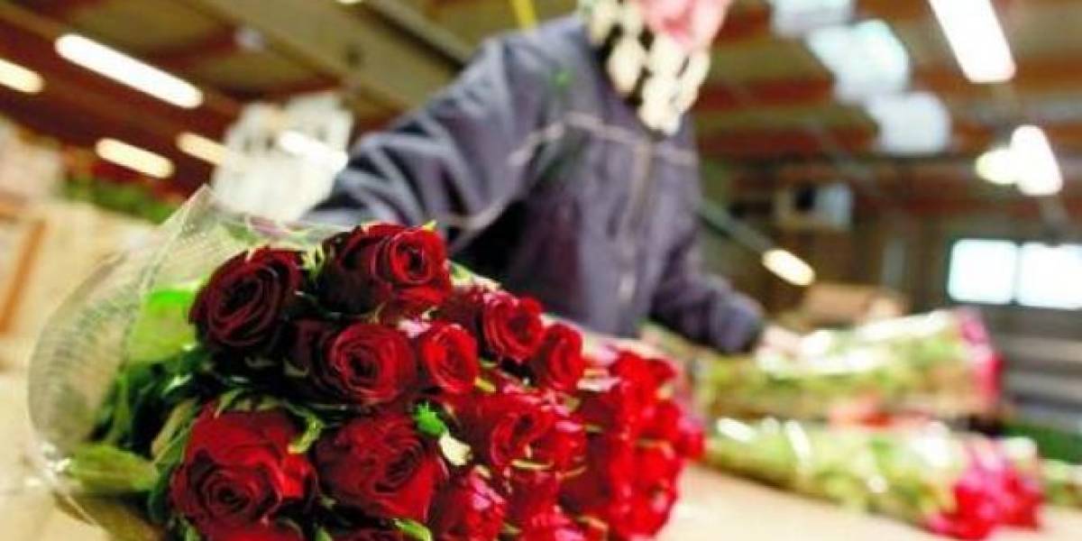 14 de febrero: la exportación de flores desde Ecuador creció un 8,7%
