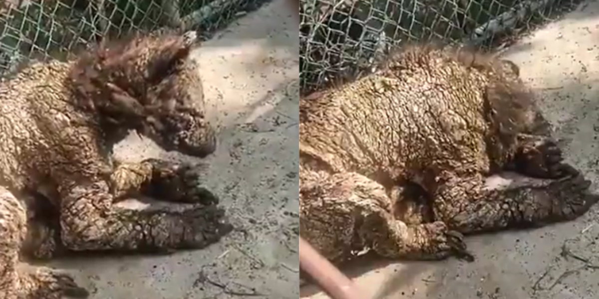 México: redes sociales exponen el caso de una osa enferma en un zoológico de Nuevo León