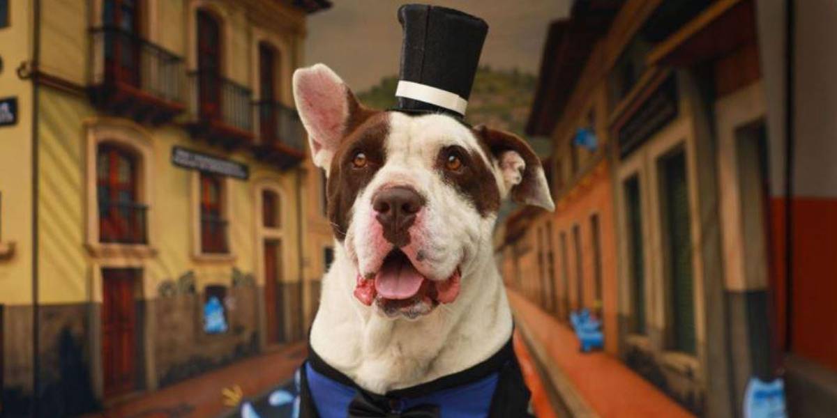 Galería | Perros 'chullas' buscan un hogar, tras sufrir maltrato e historias difíciles