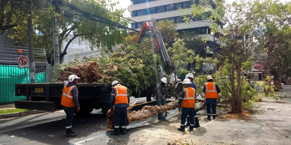 Quito | Cuál es el trámite de solicitar permiso para podar árboles en espacios públicos