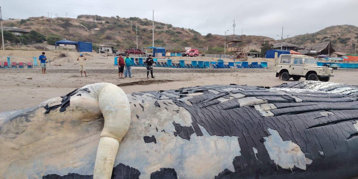 Una ballena muerta fue hallada en la playa de Santa Marianita en Manta