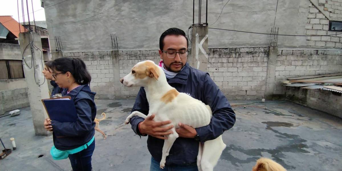 La Unidad de Bienestar Animal (UBA) halla 20 perros en condiciones precarias en Quitumbe