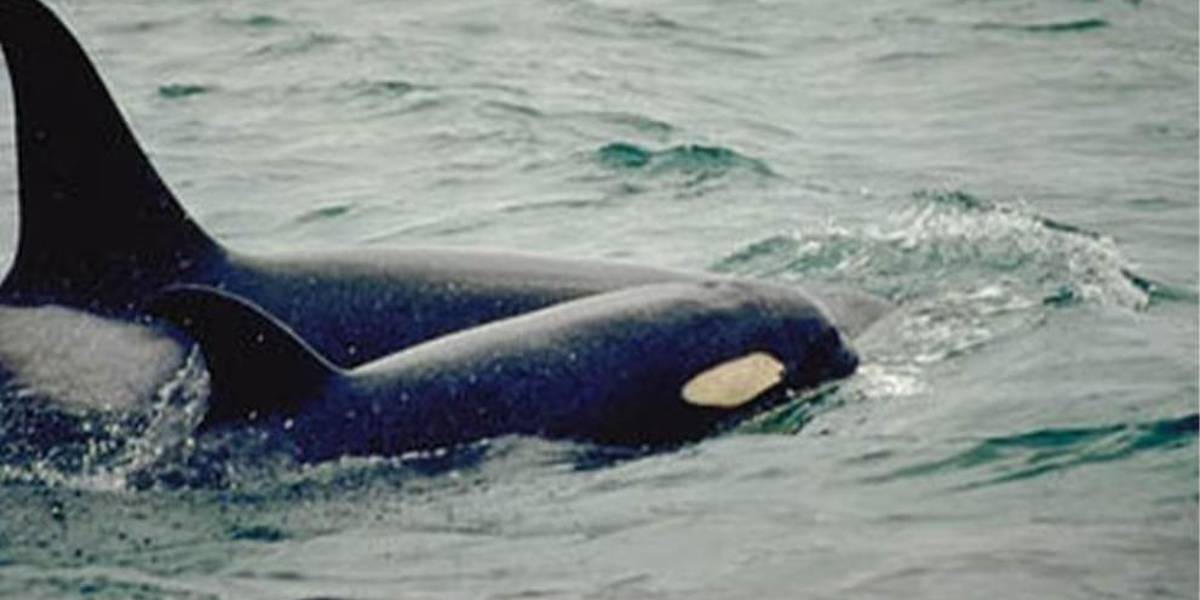 Una orca se resiste a soltar el cuerpo sin vida de su cría en Estados Unidos