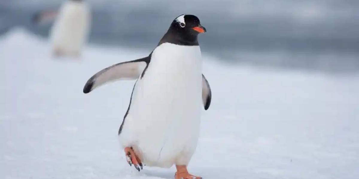 Un pingüino causó un accidente de helicóptero en Sudáfrica