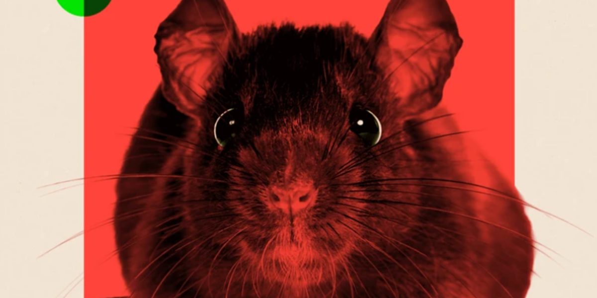 Cómo nuestros hábitos explican que cada vez haya más ratas en las ciudades