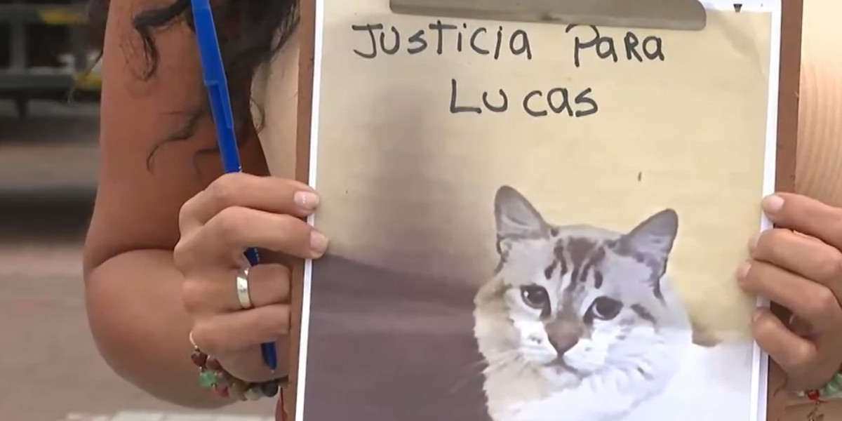 Guayaquil: Un gato murió atacado por perros en Mucho Lote 2