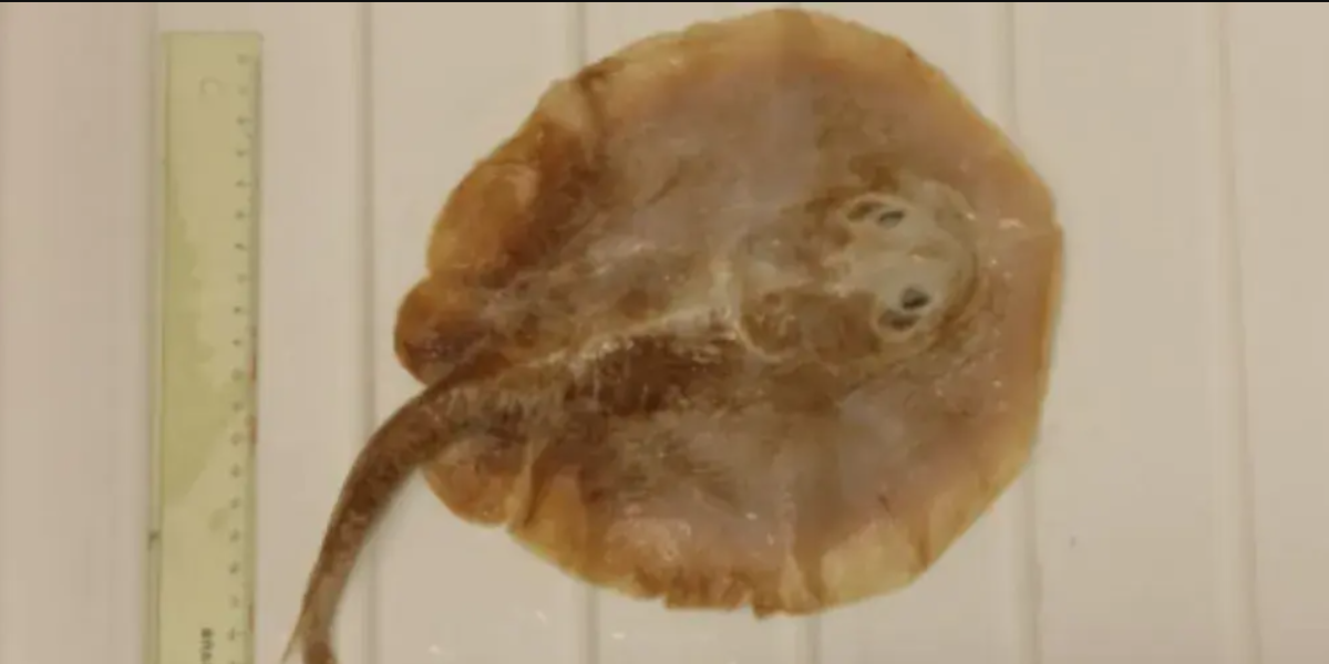 Primera extinción de un pez marino atribuida a la actividad humana