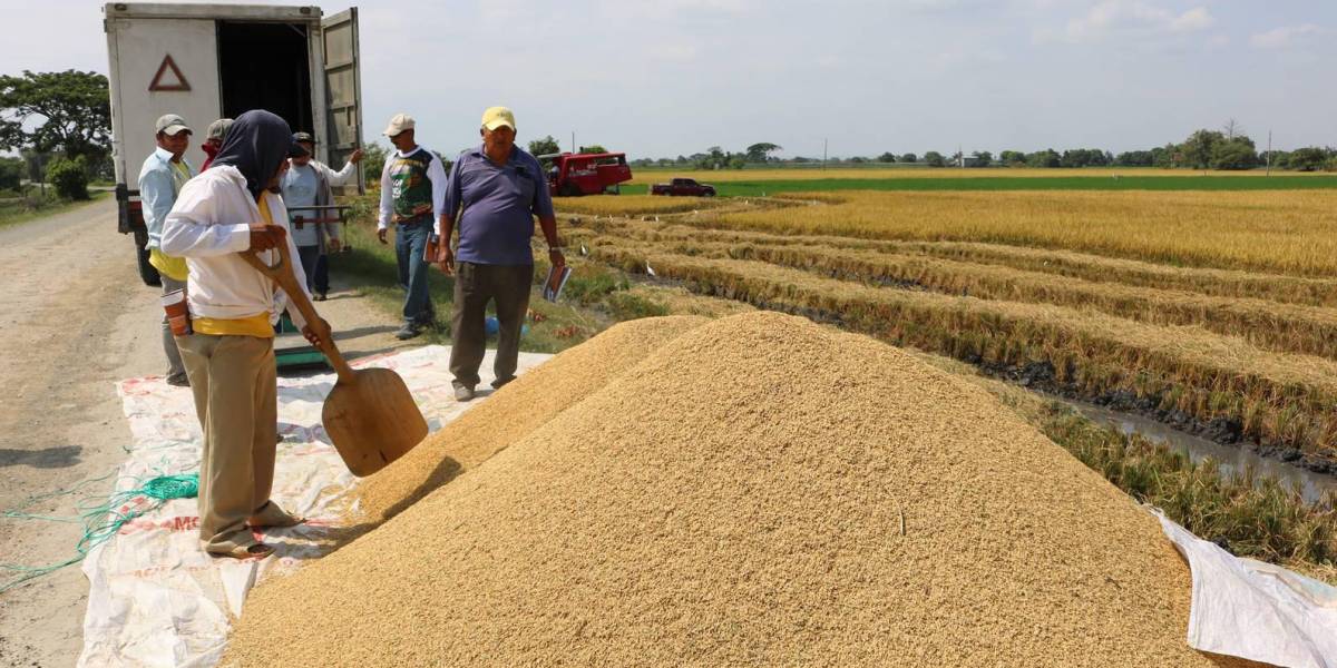 Los productores no quieren que Ecuador importe arroz: dicen que hay suficiente, aunque cada día más caro