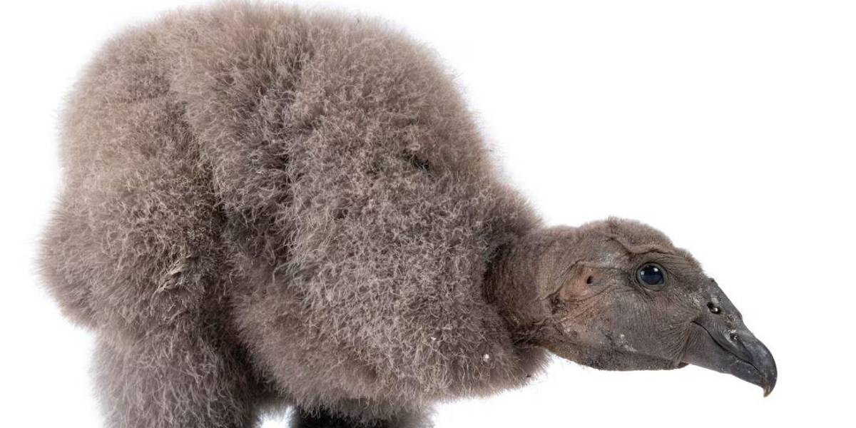 Una pichona de cóndor andino lleva 65 días de crianza con técnicas especiales en Cuenca