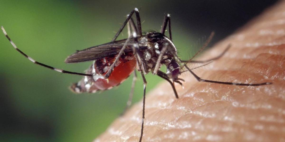 MSP confirma primer caso de chikungunya en Ecuador este año