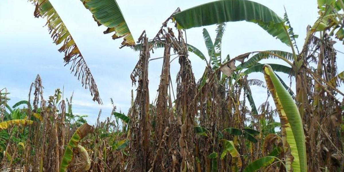 El Gobierno ofrece microcredito para prevención de la plaga del Moko