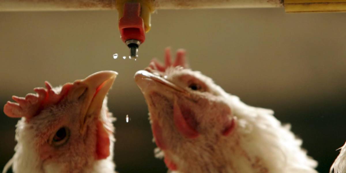 La OMSA destaca a Ecuador como país libre de gripe aviar