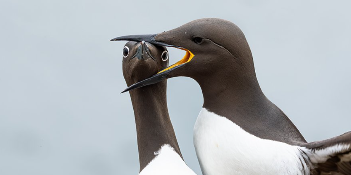 Premios Nikon Comedy Wildlife Awards: ¿Quiénes son los ganadores 2025?