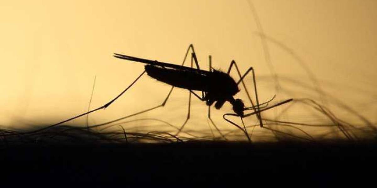 La ciudad de Santo Domingo se declara en emergencia por 2 200 casos de dengue registrados