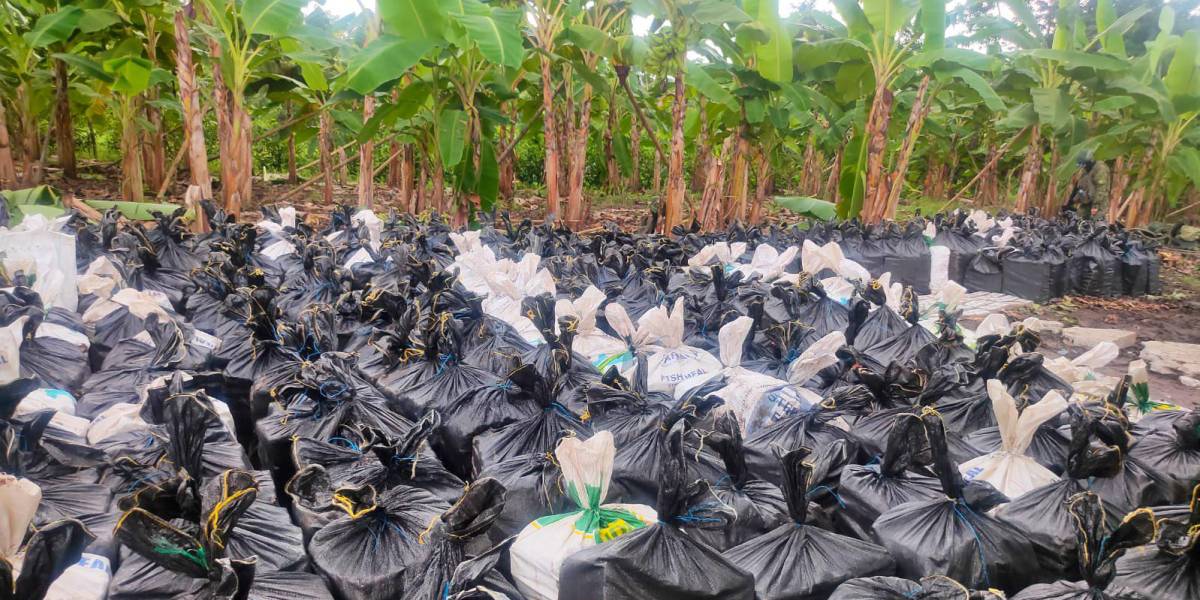 Son más de 20 toneladas de droga halladas en una finca de Vinces, en Los Ríos