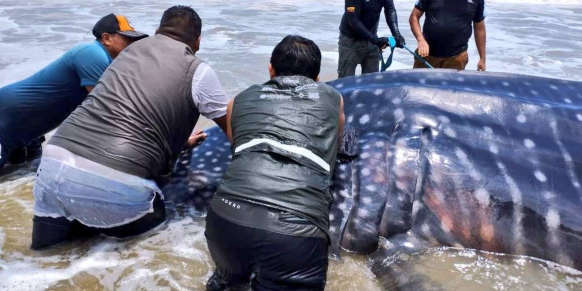 Un tiburón ballena murió varado en una playa de Santa Elena
