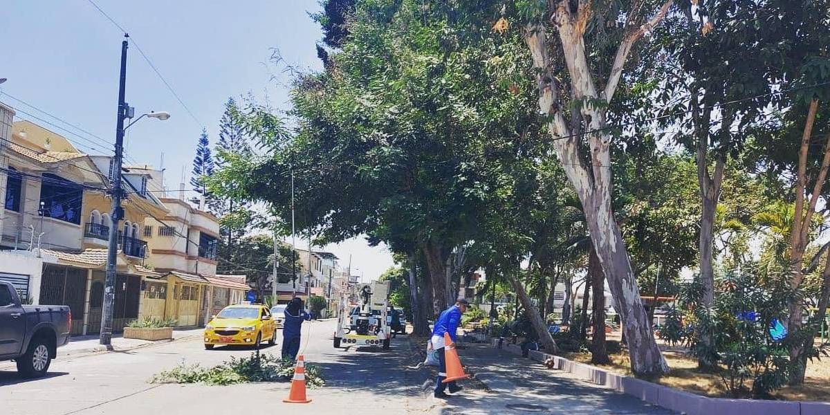 Guayaquil necesitaría 900 000 árboles para mejorar la calidad del aire, según OMS