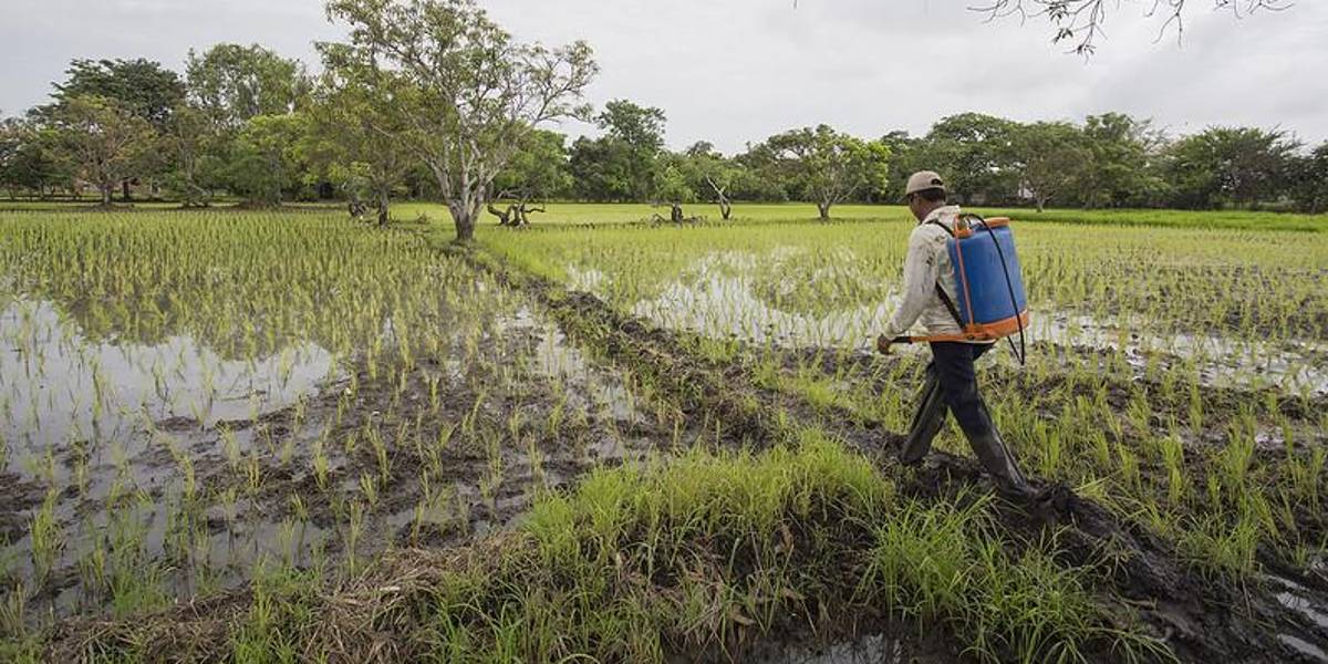 La agricultura, una actividad poco atractiva para los jóvenes ecuatorianos