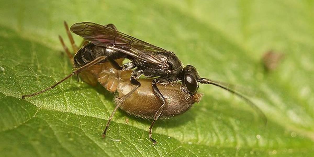 La microavispa parasitoide llega a Ecuador por primera vez, ¿qué implica?
