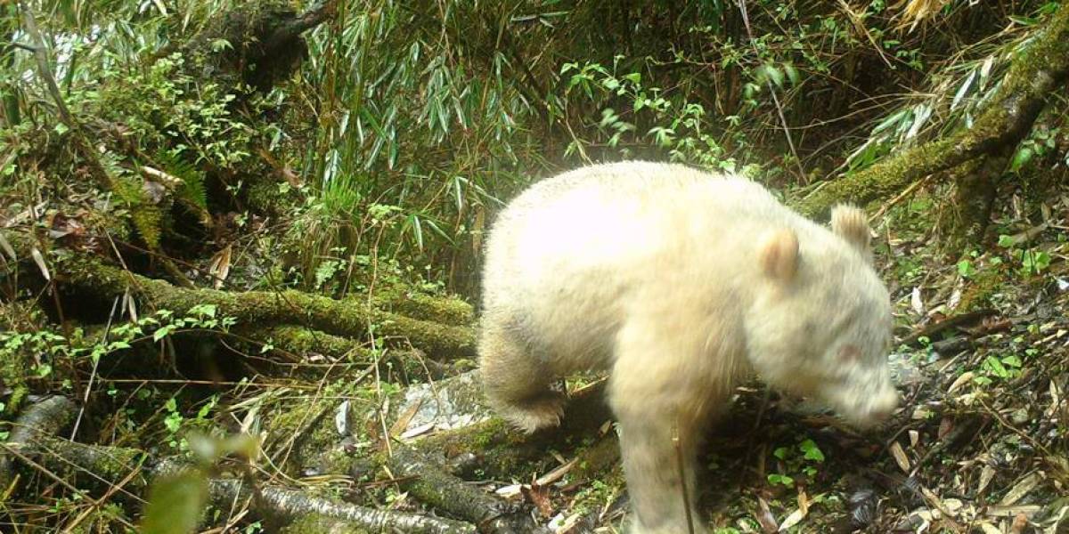(VIDEO) | Así luce el único oso panda albino del mundo
