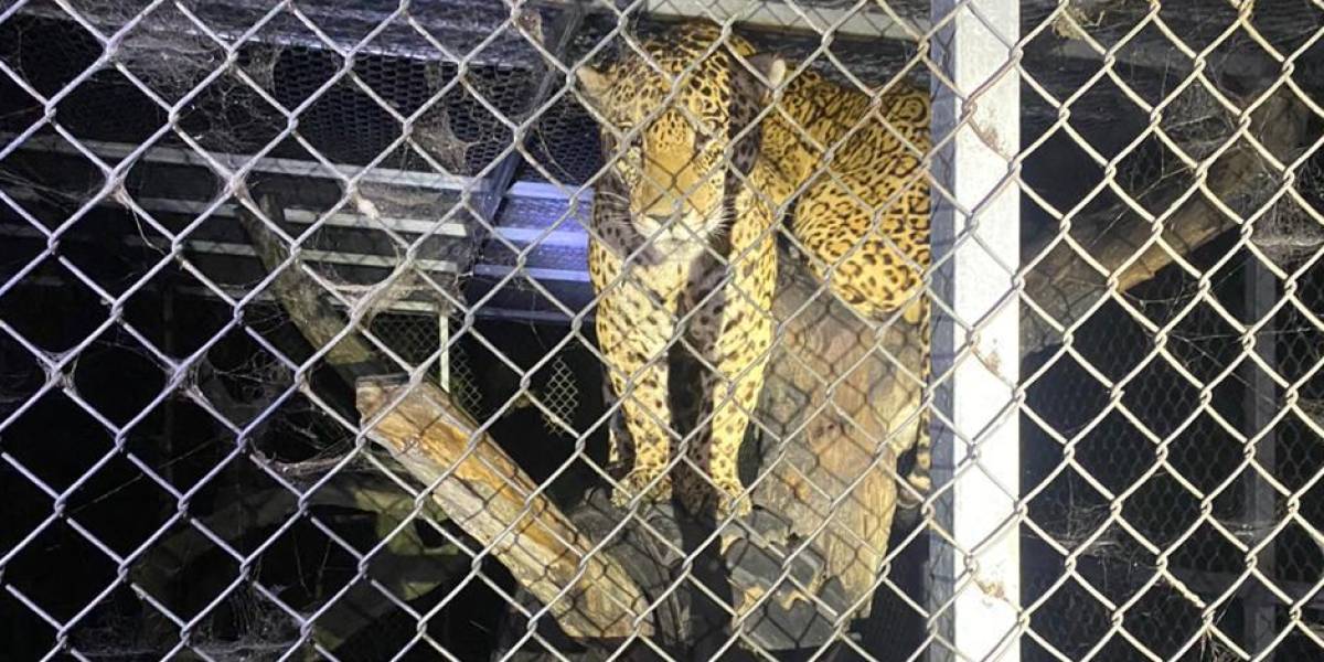 La policía decomisa dos jaguares, joyas y dinero en operativo por lavado de activos ejecutado en cuatro provincias