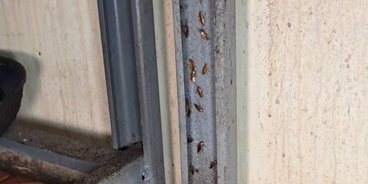 La Arcsa cerró un restaurante infestado de cucarachas en Durán